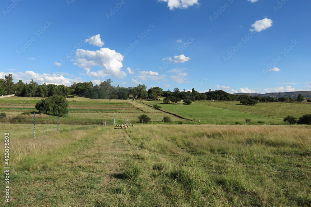A beautiful fresh colorful photograph of a sheep farm in South Africa with lush green pasture landscapes, short cut grass walkways, under a blue sky with scattered small puffy white clouds