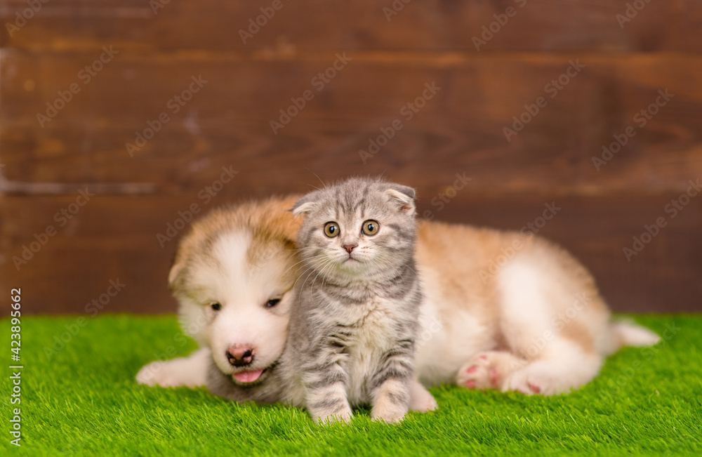 A fluffy Malamute puppy lies next to a tabby Scottish kitten on the backyard lawn of a house. Place for text