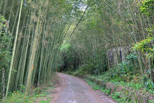 Natural green tunnel, in the mountains of Taiwan.