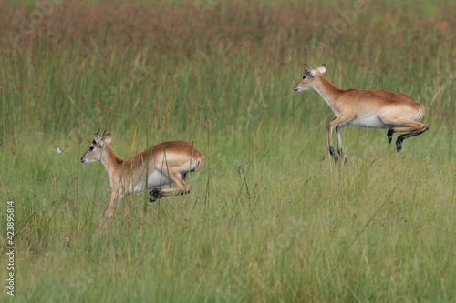 Fototapeta Naklejka Na Ścianę i Meble -  running antelope Waterbuck (Kobus ellipsiprymnus) in the african savannah namibia kruger park botswana masai mara