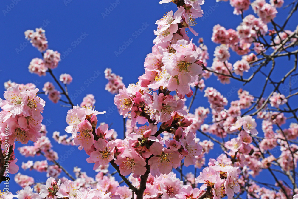 Nahaufnahme von blühenden Mandelblüten, Kirschblüten (Prunus dulcis) Nahaufnahme von blühenden Mandelblüten, Kirschblüten (Prunus dulcis)