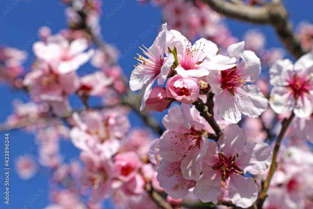 Almond blossoms, cherry blossoms (Prunus dulcis) Almond blossoms, cherry blossoms (Prunus dulcis)
