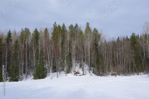 Winter forest in the village of Malye Korely, Arkhangelsk region