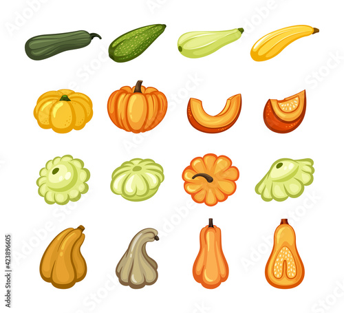 Harvest ripe pumpkins and zucchini set. Juicy orange slices with sweet pulp yellow vegetable with green organic veins star shaped round healthy eco product for vegetarians with vitamin. Vector diet.