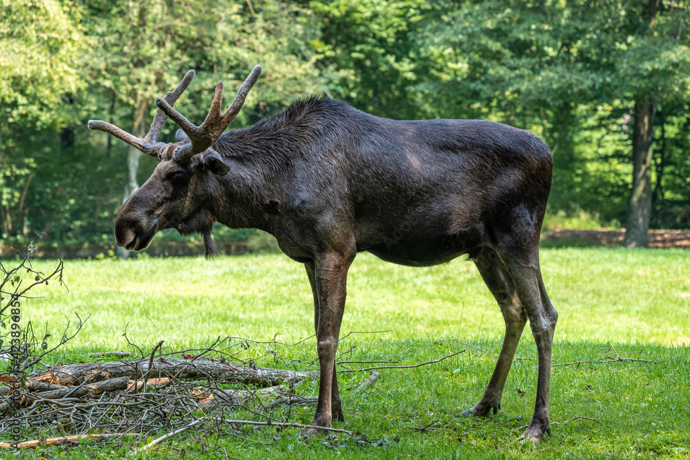 Naklejka premium European Moose, Alces alces, also known as the elk