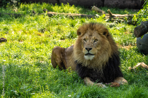 Fototapeta Naklejka Na Ścianę i Meble -  The lion, Panthera leo is one of the four big cats in the genus Panthera