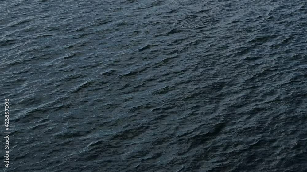 Wild dolphin emerges from the water on the sea surface Wild dolphin emerges from the water on the sea surface