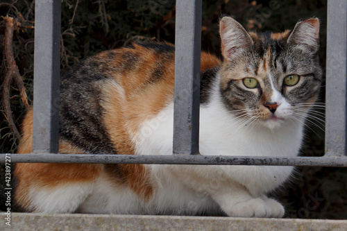 felino