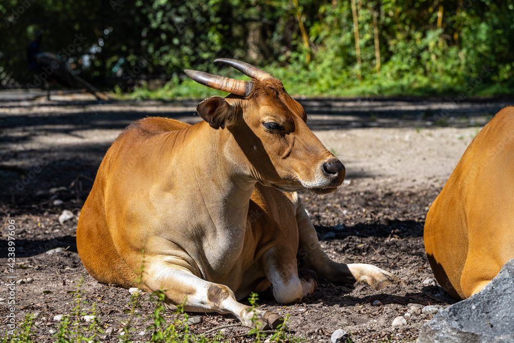 Banteng, Bos javanicus or Red Bull is a type of wild cattle.