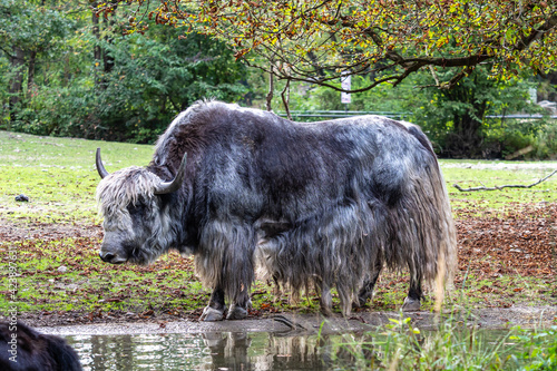 The domestic Yak, Bos mutus grunniens in a park photo