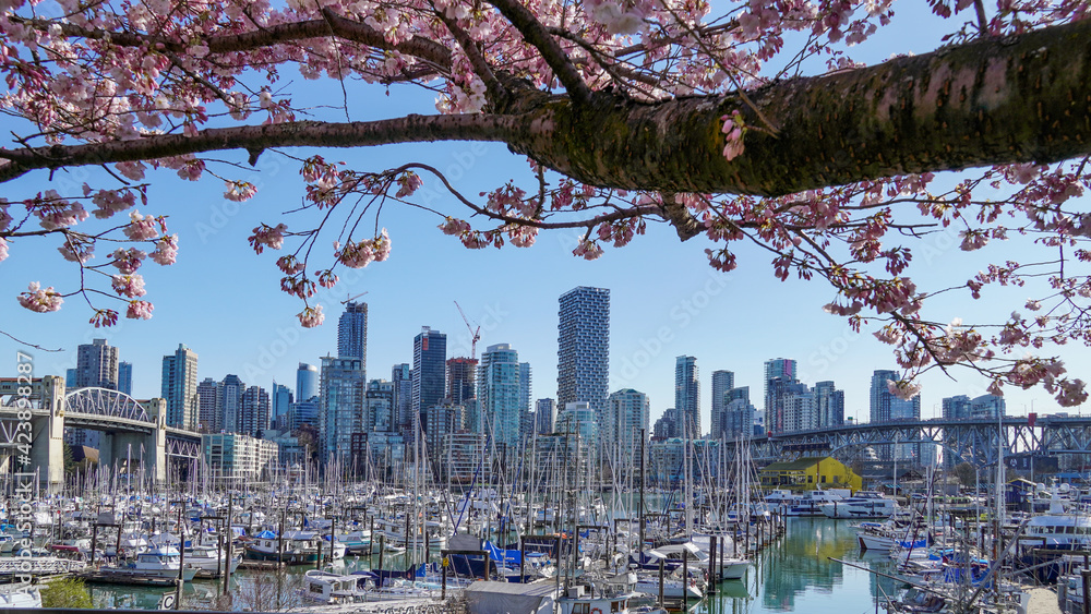 Obraz premium Vancouver downtown skyline and bridges under Cherry Blossom canopy