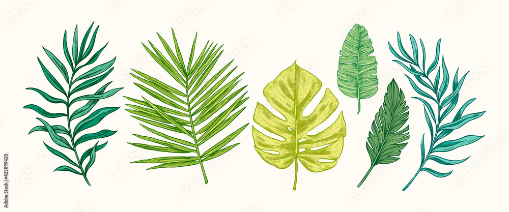 Collection of green tropical leaves and plants isolated on white background. Vector Hand Drawn Sketch Botanical Illustration. Highly detailed plant collection. Palm leaves. Exotic. Vintage. Colorful