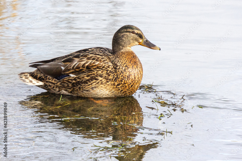 Mallard duck on the river water on a sunny day with reflections in the water