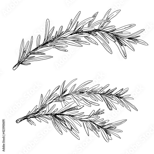 Two branches of rosemary, vintage hand-drawn illustration