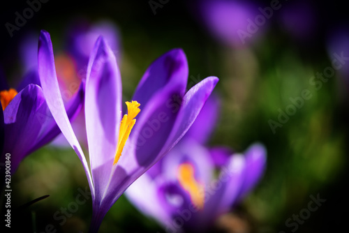 Crocus vernus flowers bloomed at the winter's end. Iridaceae family. Floral background. Spring symbol. Selective shallow depth of field.
