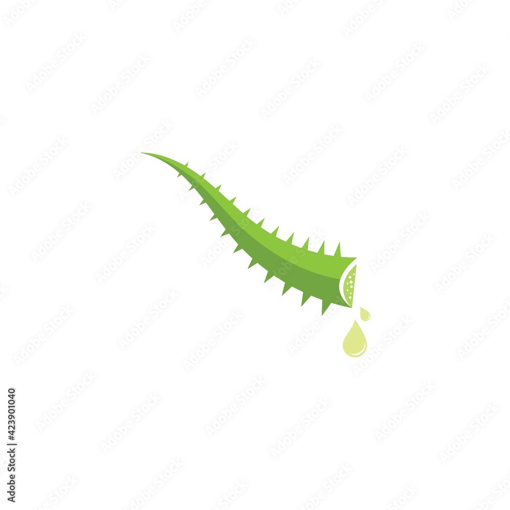 Fototapeta premium Aloe vera