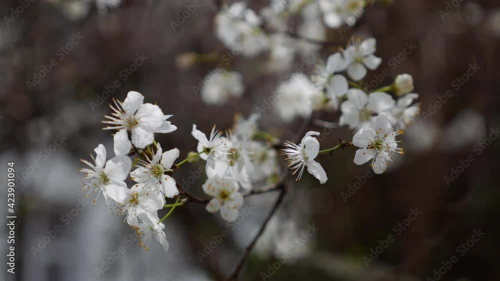 Cherry branch with white flowers in spring bloom. Spring Flowers. Flowering in the garden trees, against the background of blooming white flowers. Nature. Close-up. Cherry branch with white flowers in spring bloom. Spring Flowers. Flowering in the garden trees, against the background of blooming white flowers. Nature. Close-up.