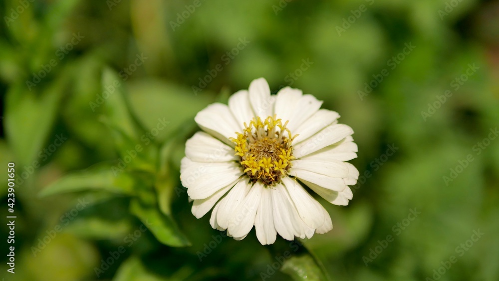 Fototapeta premium Close up white Creeping Zinnia, Mexican Zinnia Flower in bloom.