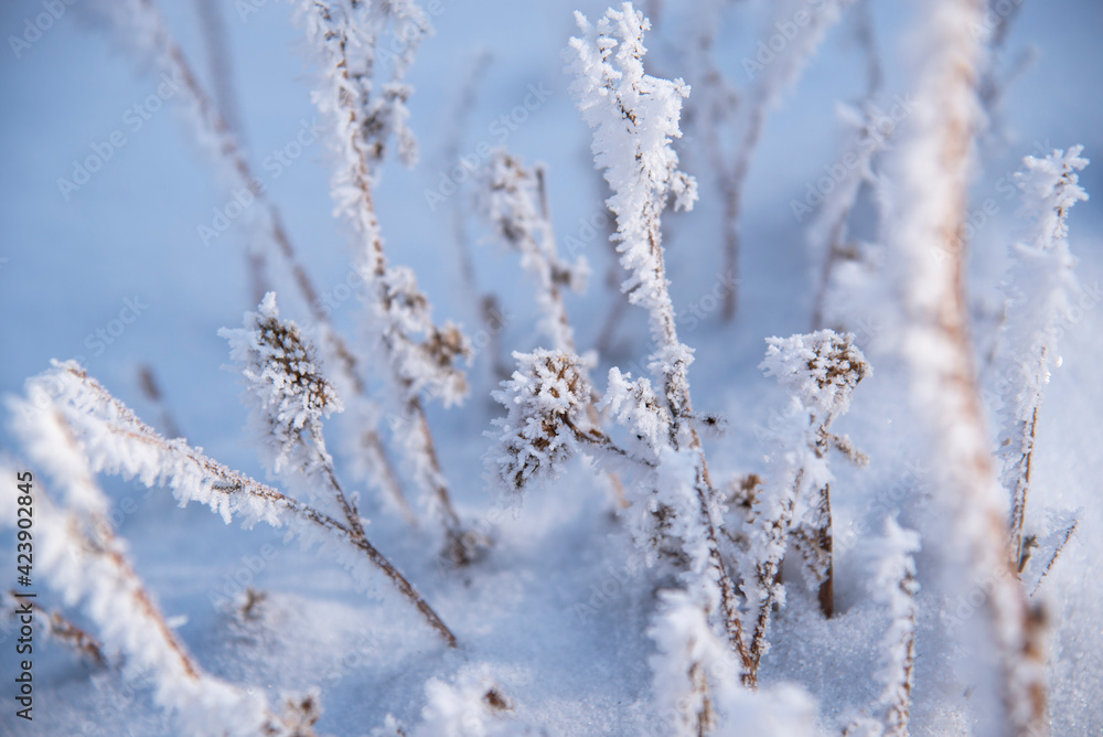 Snow frost on the grass in a snowdrift close-up. Selective focus.Natural blue background