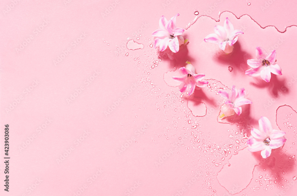 Spring fresh pastel pink floral background with hyacinth flowers in water drops as border, top view.