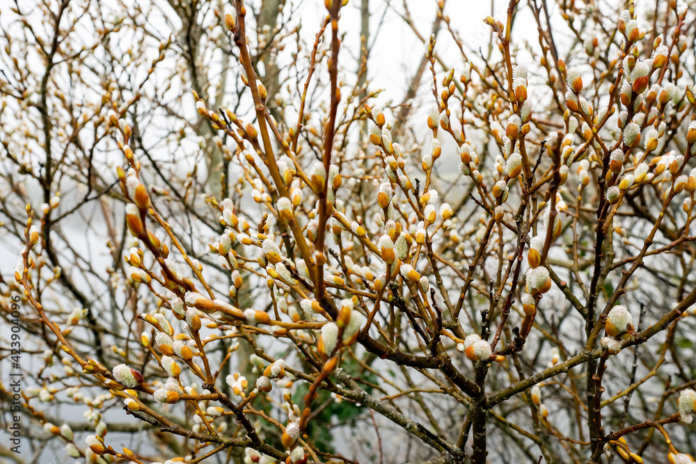 Obraz premium Willow tree brunches with buds. Spring season start concept. Nature background. Growth cycle.