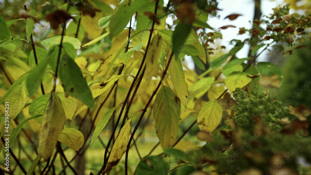 Close up autumn bushes and leaves in park. Autumn colours ot trees foliage. Close up autumn bushes and leaves in park. Autumn colours ot trees foliage.