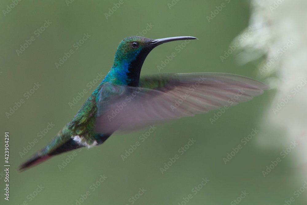 Fototapeta premium Black-throated Mango hummingbird (Anthracothorax nigricollis), male hovering, near Bogota, Colombia.