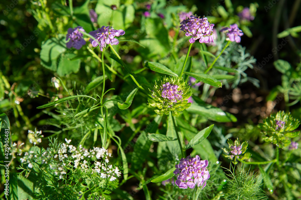 Garden spicy herbs in bloom. Garden summer background Garden spicy herbs in bloom. Garden summer background