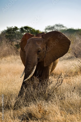 elephant in tsavo east national park © NAEPHOTO