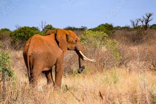 elephant in tsavo east national park