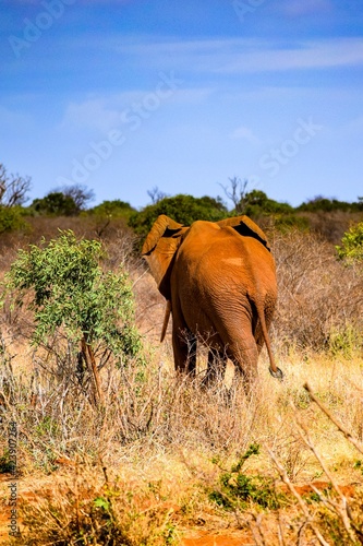 elephant in tsavo east national park