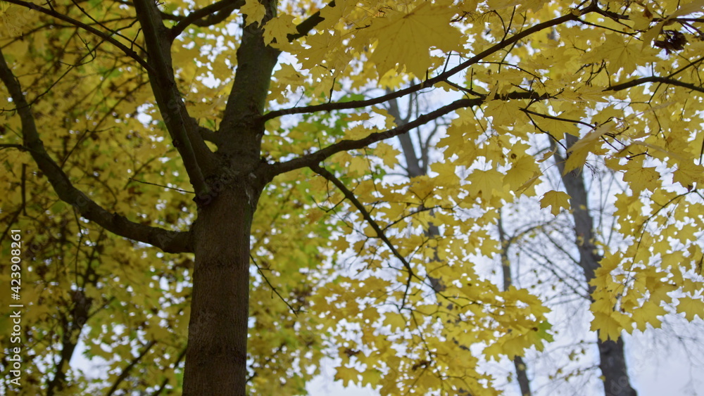 Beautiful autumn leaves on maple tree outside. Colorful trees. Beautiful autumn leaves on maple tree outside. Colorful trees.