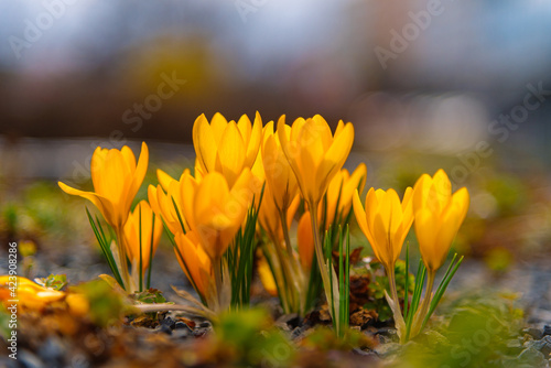 Fresh beautiful yellow crocuses, spring flowers in the wild nature. Crocus in spring time.Crocuses as a symbol of spring.