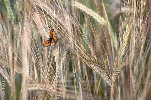 The Gatekeeper or Hedge Brown (Pyronia tithonus) butterfly resting on a stem of Barley