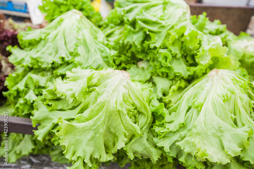  lettuce fresh healthy food
