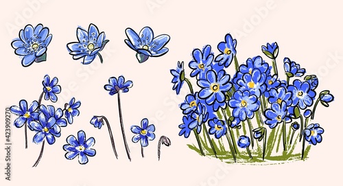 Photos A set of spring primroses. Hepatica is a plant with blue flowers.