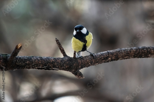 The tit sits on a branch and looks straight, standing out from the environment only by its color. 