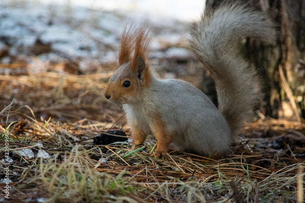 Fototapeta premium The squirrel sits sideways on the ground.