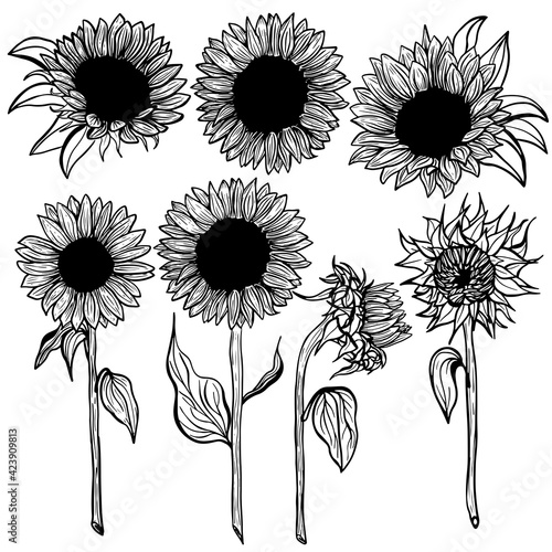 Sunflower Set flower line art on white background illustration. Hand-drawn decorative blooming sunflower elements in vector