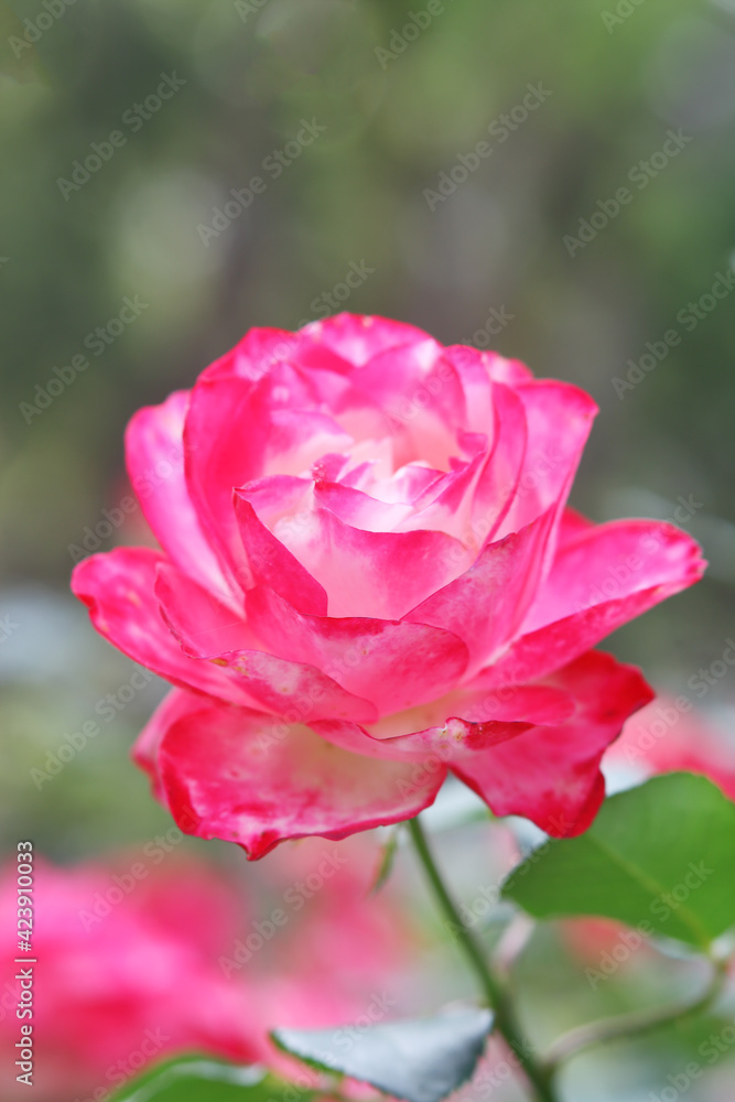 Close up of rose, floral background. Close up of rose, floral background.