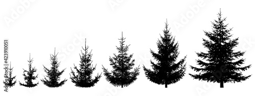 Growth spruce tree. Life process of growing fir tree, silhouette. Vector illustration