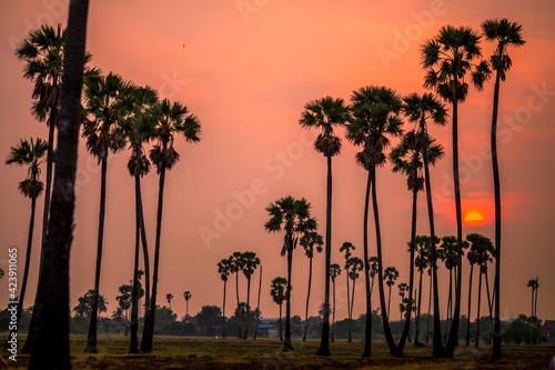 The close background of the green rice fields, the seedlings that are growing, are seen in rural areas as the main occupation of rice farmers who grow rice for sale or living.