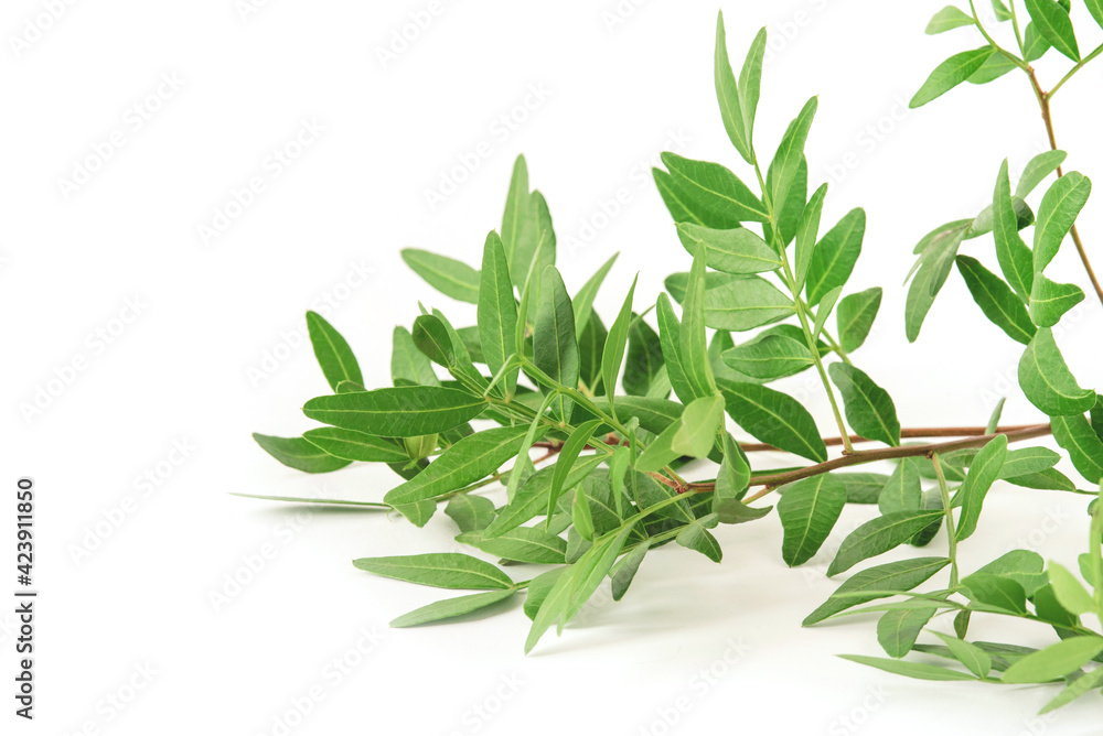 White background with a branch with green leaves. Front view, Copy space for text. White background with a branch with green leaves. Front view, Copy space for text.