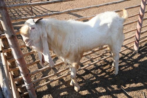 white goat