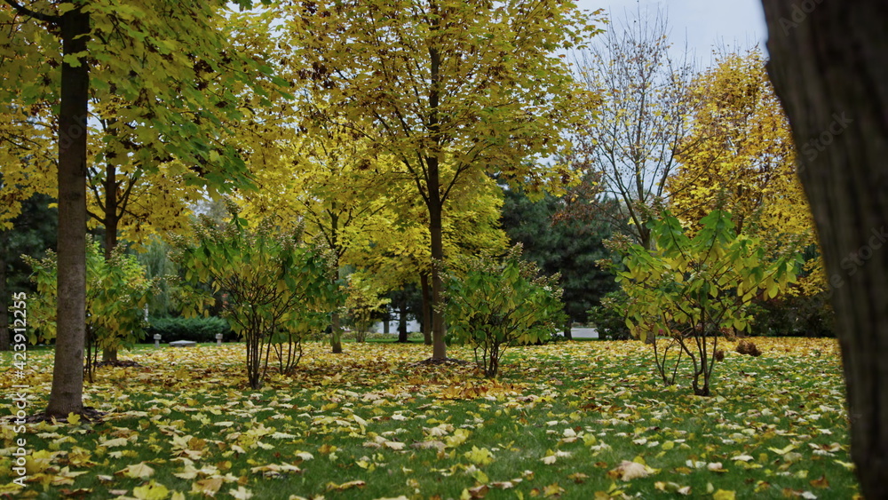 Atmospheric autumn park in October. Changeable leaves colors. Closeup tree trunk Atmospheric autumn park in October. Changeable leaves colors. Closeup tree trunk