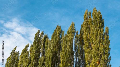 Trees viewed from below on a sunny fall day.
