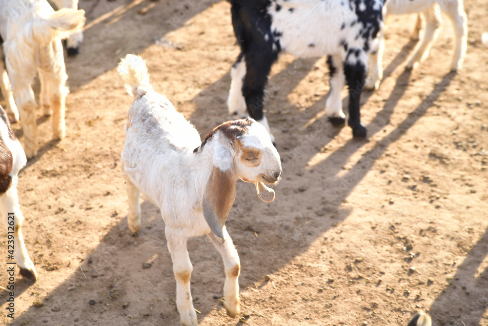 goat1 goat1