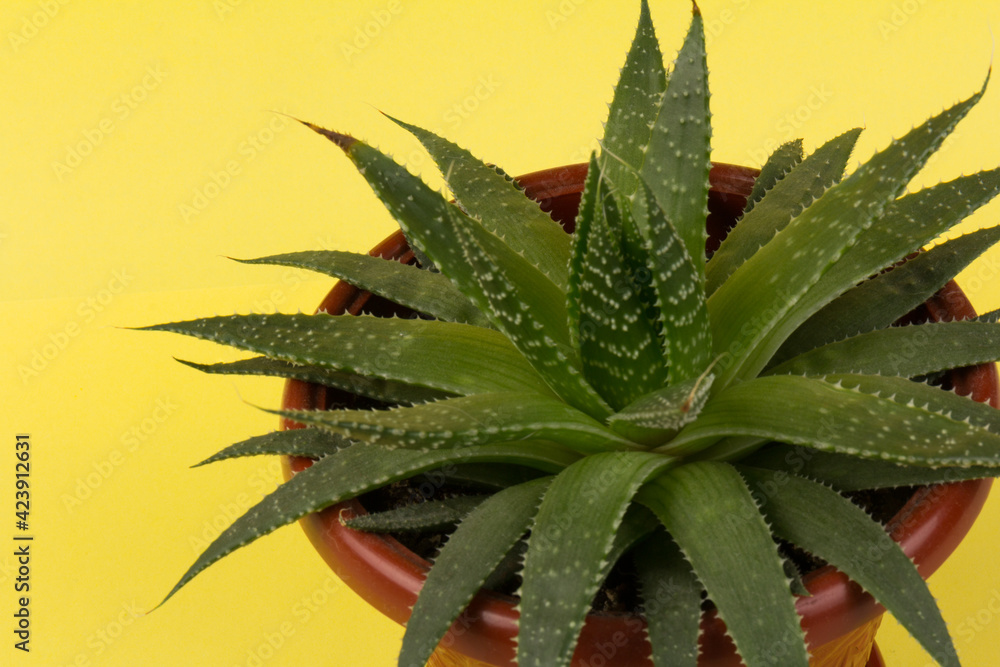 Haworthia succulent plant on yellow summer background Haworthia succulent plant on yellow summer background