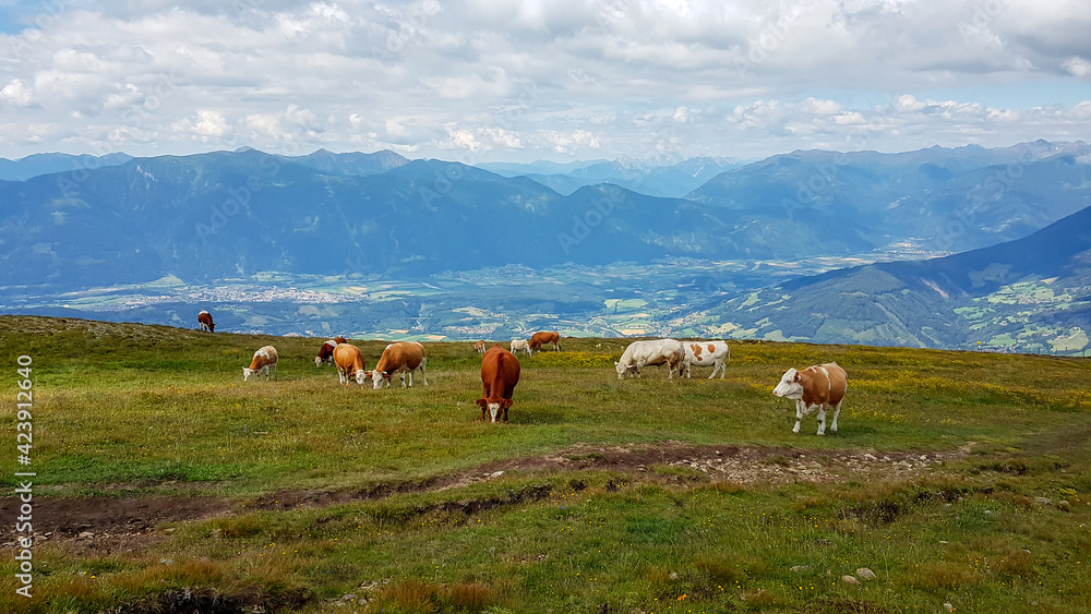 Fototapeta premium A heard of cows grazing on an Alpine pasture. The cows are spread on a vast meadow. There are high mountains in the back and the lake at the bottom of the valley. Animals in natural habitat