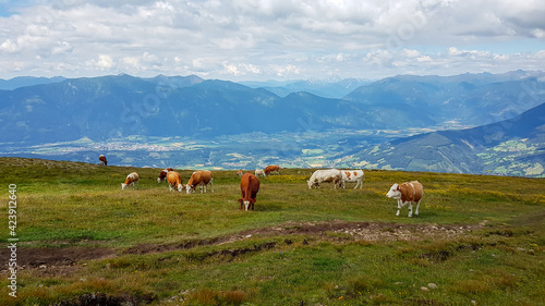 Fotografi A heard of cows grazing on an Alpine pasture